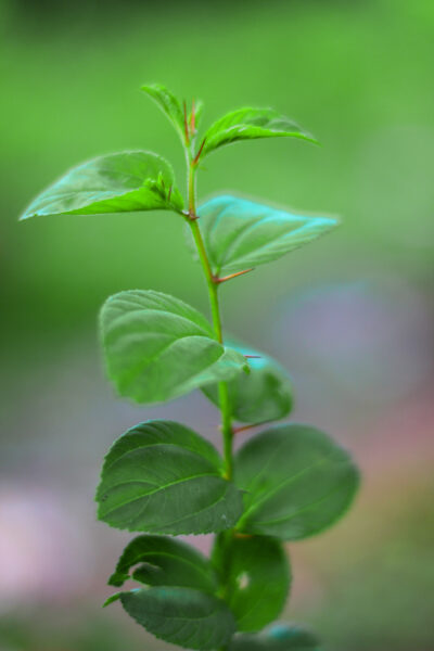 The Splendor of a Single Branch Adorned with Leaves