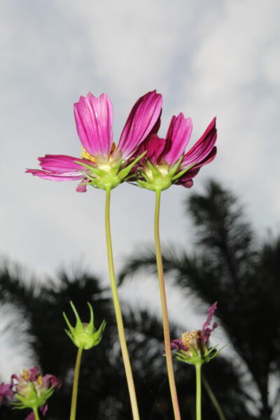 The Charm of Simple Flowers