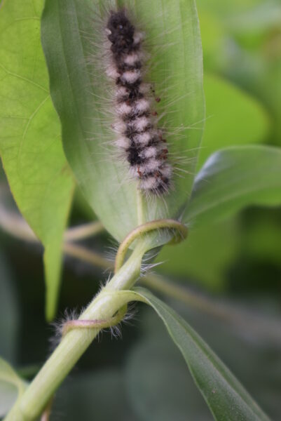 Witness the Delicate Dance of a Caterpillar on a Leaf