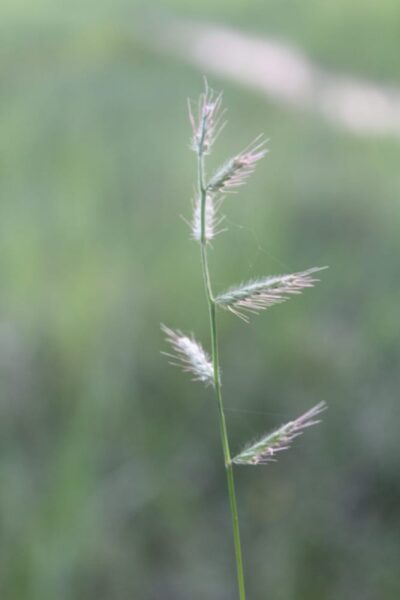 Nature’s Delicate Touch: A Small Branch of Life’s Resilience